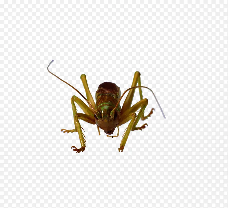 ����-������