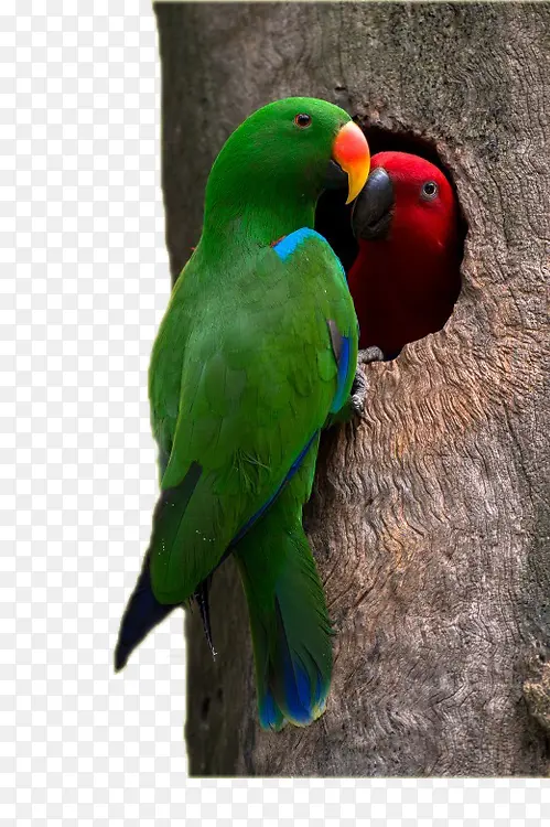 ��ֻ��������-������