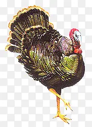 �ֻ��-������