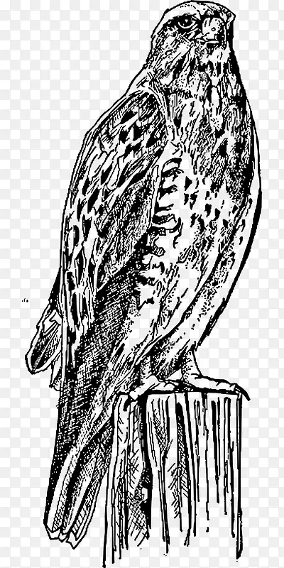 Ұ�����ﲶʳ��-������