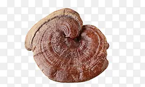 ��֥-������