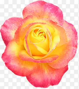 Ѥ������ˮ��õ��-������