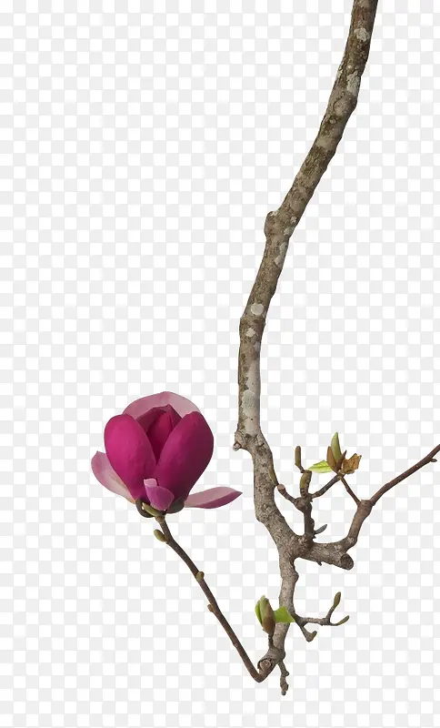 ���տ�ή��֦����-������