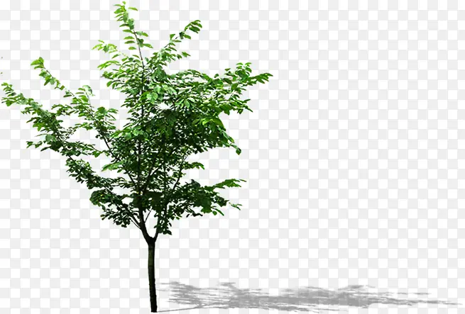 ������ľ��������-������