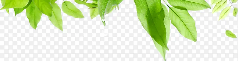 ������Ӱ��ɫ��Ҷ����-������