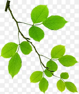 ���崴����ɫ��Ҷ��Ӱ-������