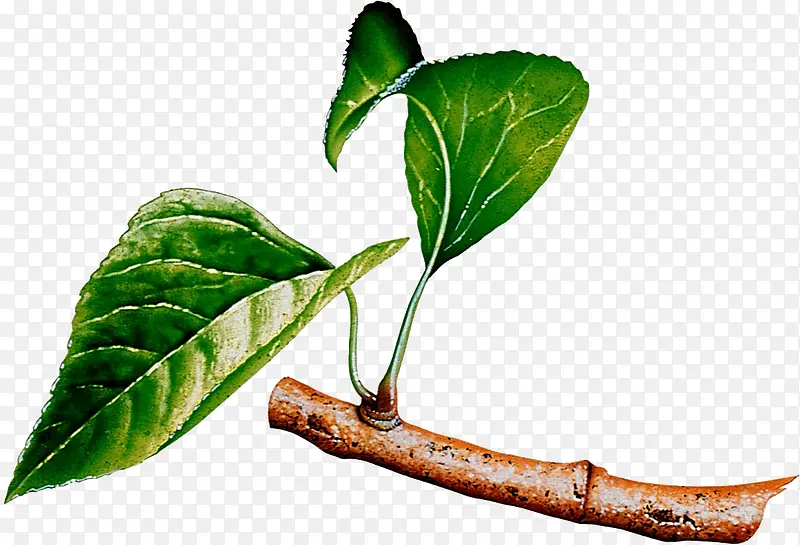 ������Ӱ����ϳ�Ч����Ҷ-������