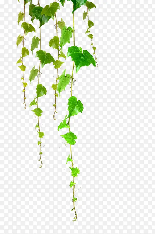 ��Ҷ������������-������