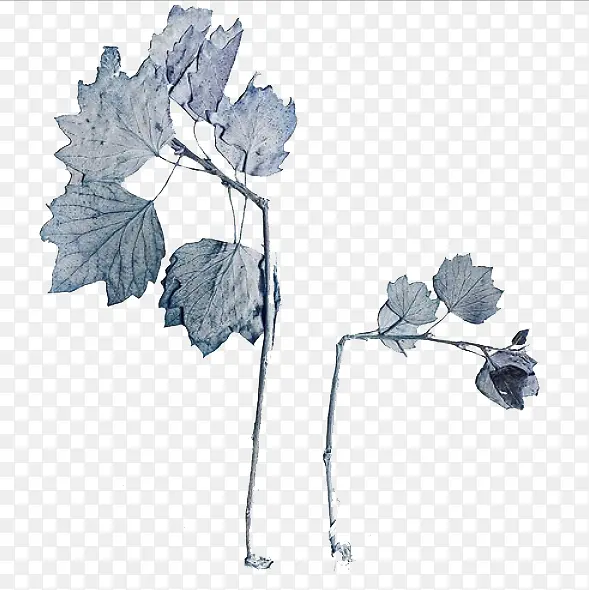 �ɻ���֦-������