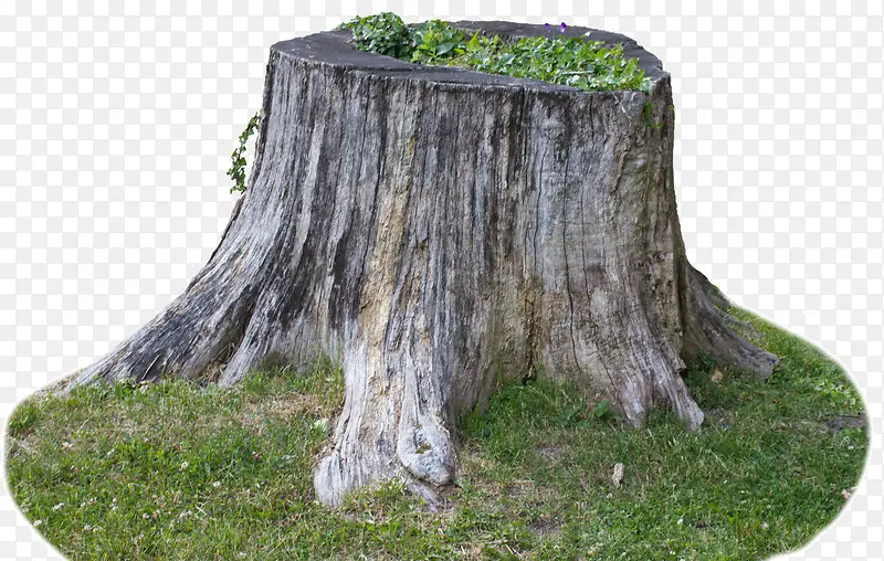 ��׮-������