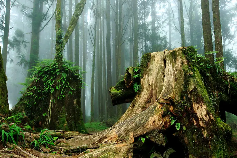 ������Ӱ��׮����-������