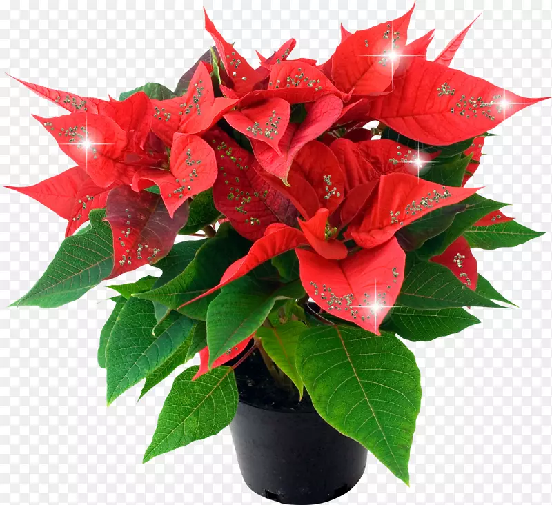 һƷ�죬ʥ��ֲ����ܣ�����ֲ��-ī���绨-������