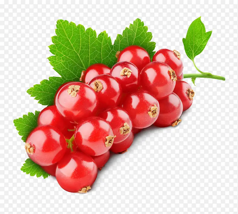 ��ɫ����ˮ����Ҷ-������