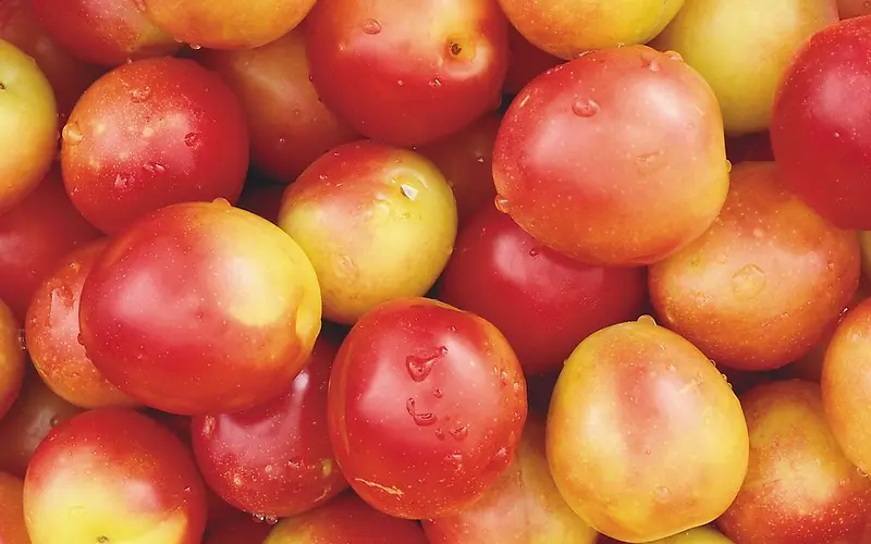 ��ɫ����ˮ����ʳ-������