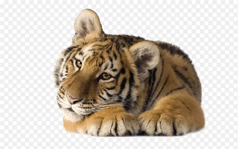 �ɰ�С�ϻ�-������