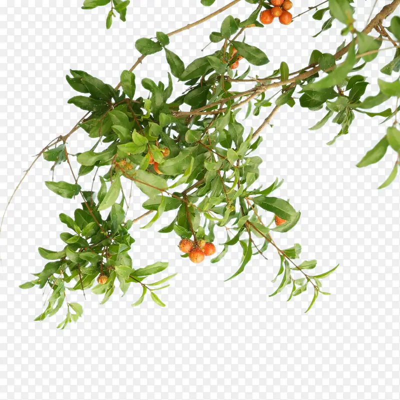 ��ɫ������Ҷˮ��-������