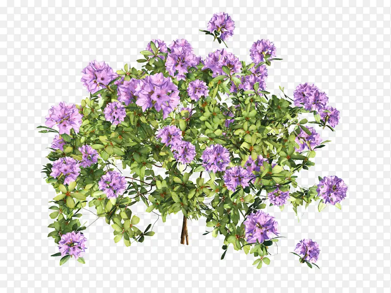 ��ɫ޹�²�-������