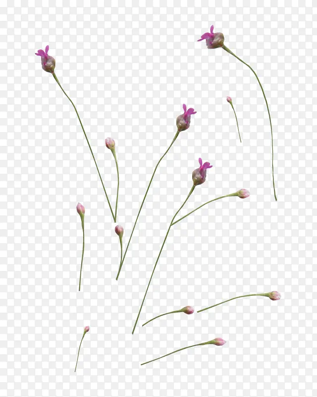 ��ɫ޹�²�-������