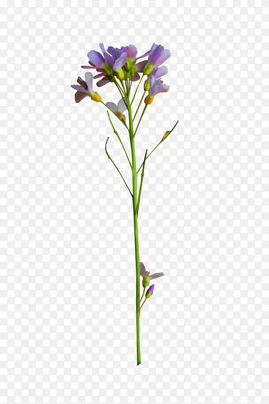 һ��޹�²�-������