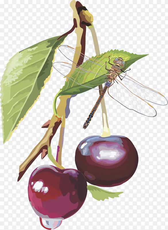 ˮ��ʸ��ͼ��������ݮ ��ݮ-������