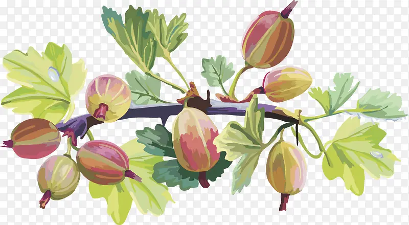 ��Խݮˮ��ӣ�� ������-������