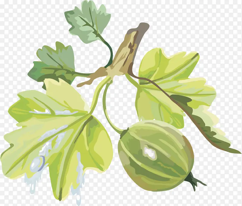 ��Խݮˮ��ӣ�ҵ����� ��ݮ-������