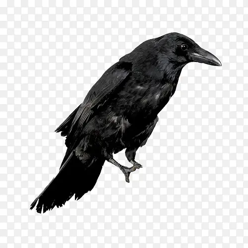 ��ɫ��ѻ-������