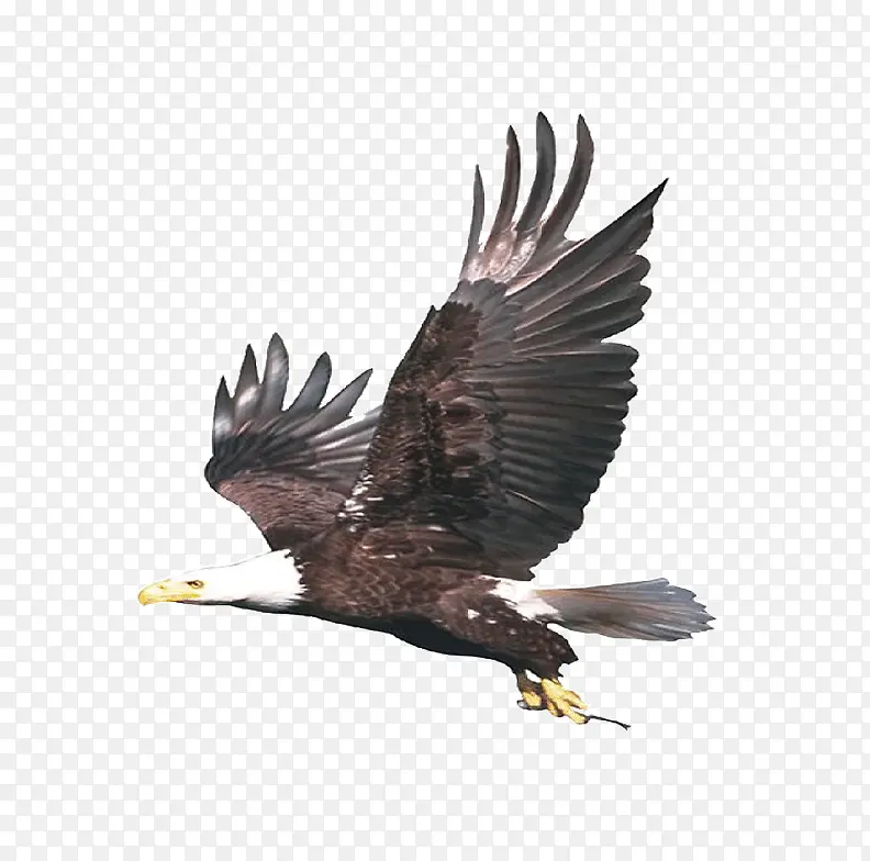 ��ͨ�ֻ�ӥ-������