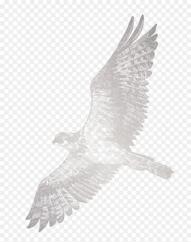 ӥ�ֻ��ɫӥ-������