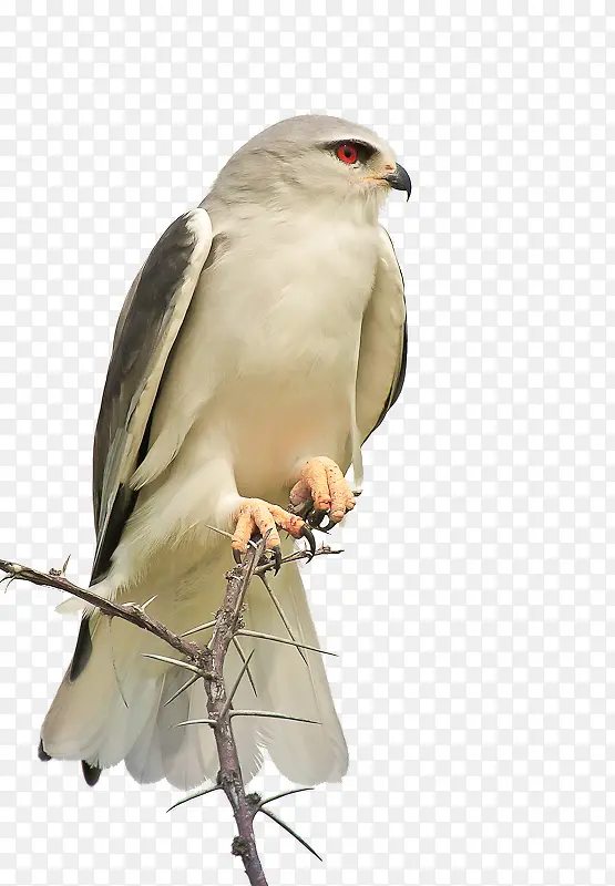 ����ӥվ��-������