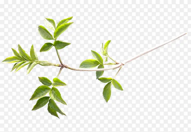 ��Ҷ�Ӱ�ɫ��֦-������