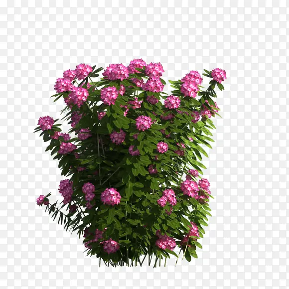 ��ľpng�زġ�����-������