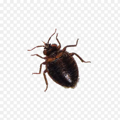 ����ز�-������