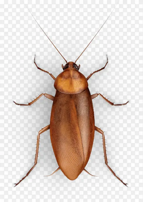 ����ز�-������