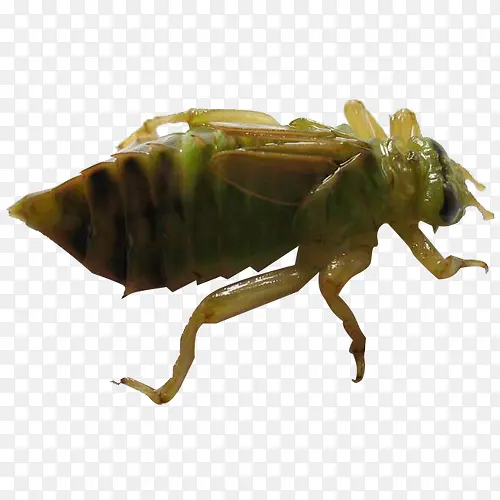 �����׳�-������