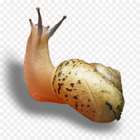 ��ţ-������