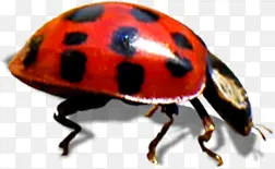 �����ɫ�ļ�����-������