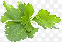 �߲����Ҷ�Ӹ���-������