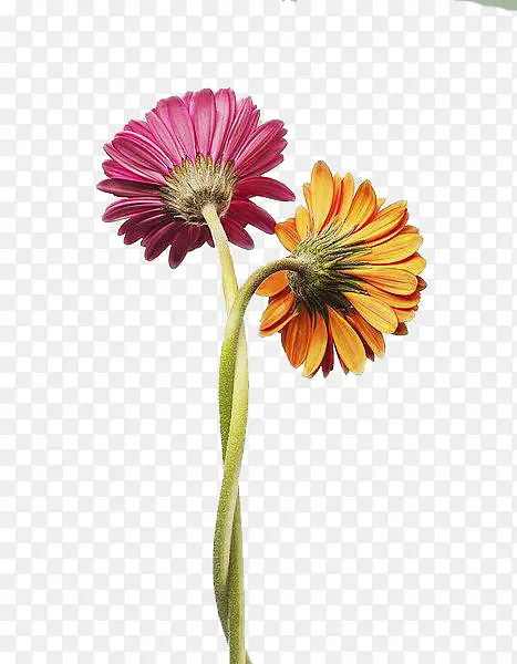 �����󶡲ݳ��ղ���-������