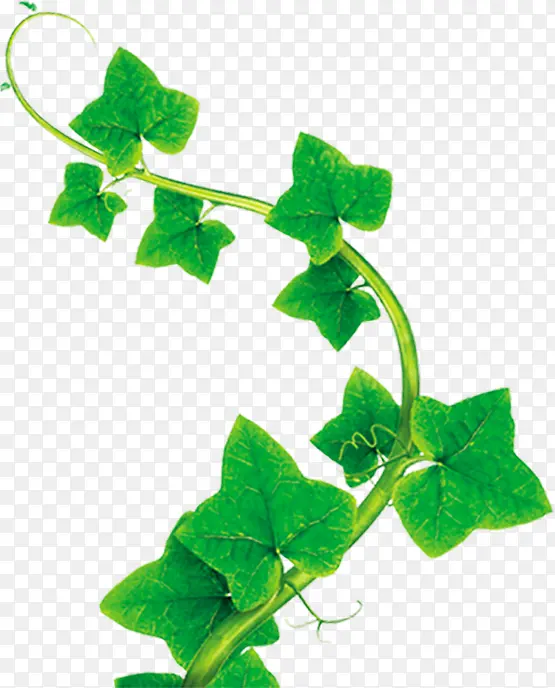 ��ͨ������Ҷֲ�￨ͨ-������