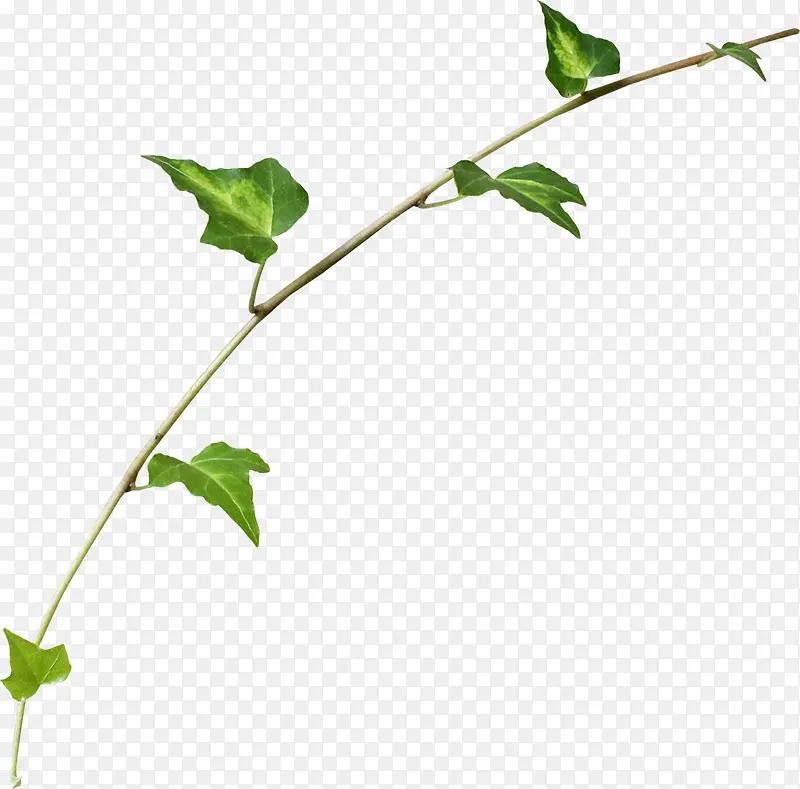 ֦����Ҷ�ز�-������