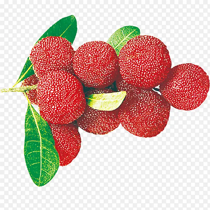 ˮ����֦-������