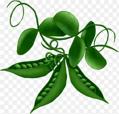 �ֻ��㶹-������