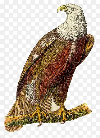 �ֻ��-������