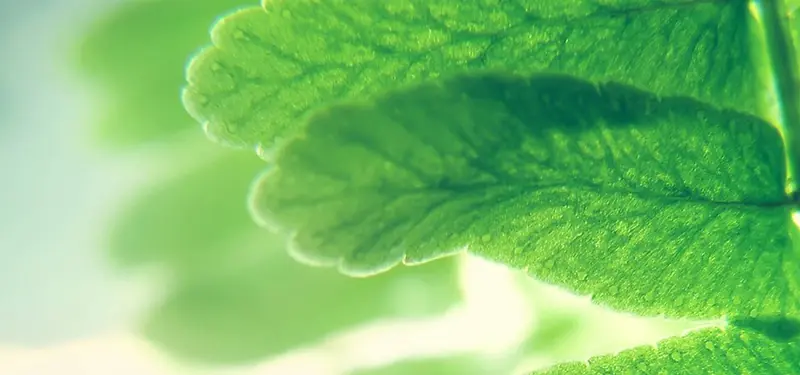 ��Ҷֲ����ɫ����-������