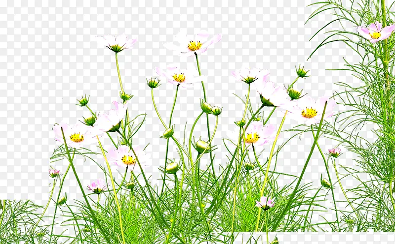 �ɰ�С��ֲ��-������