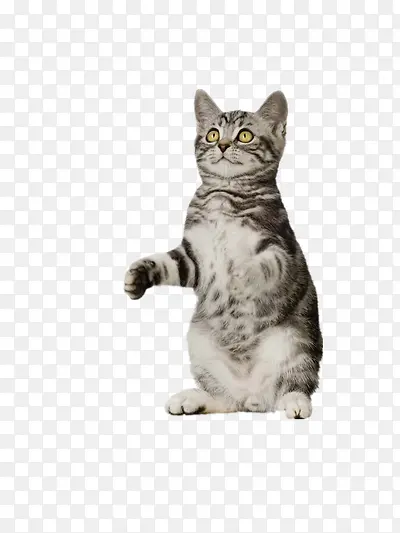 ������Ӱ�ɰ������յ�Сè-������