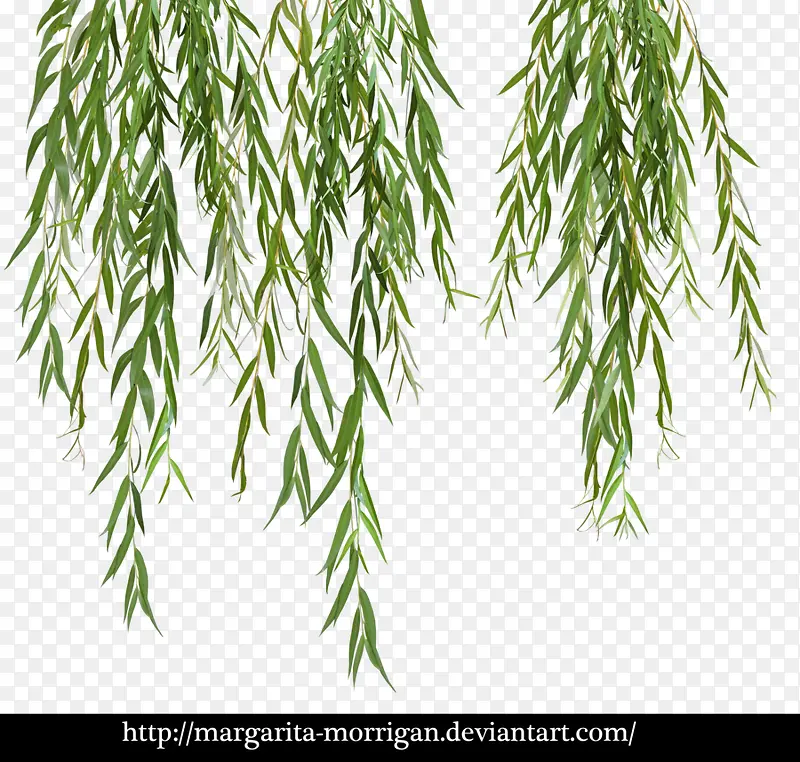 ����Ҷ����֦-������