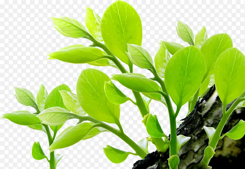 ������Ӱ��ɫСֲ��-������