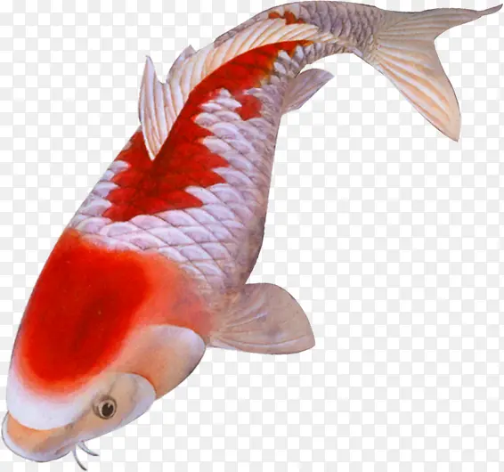 ��ɫ�ֻ��������-������